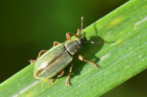 Réf. 231 667 : Polydrusus impar